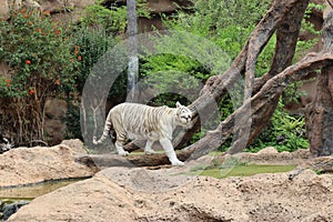 White tiger at Loro Park , Loro Parque, Tenerife, Canary Islands, Spain