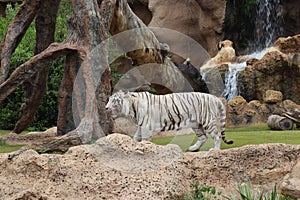 White tiger at Loro Park , Loro Parque, Tenerife, Canary Islands, Spain