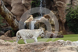 White tiger at Loro Park , Loro Parque, Tenerife, Canary Islands, Spain