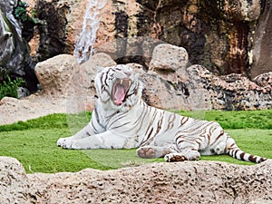 White tiger at Loro Park Loro Parque, Tenerife, Canary Islands, Spain photo