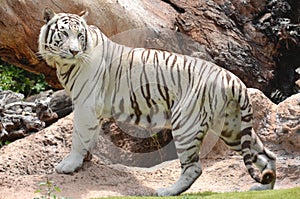 White tiger in Loro Park in Puerto de la Cruz on Tenerife, Canary Islands photo