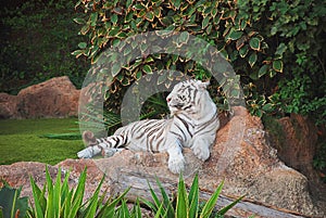 White tiger in Loro park on Tenerife, Canary islands, Spain