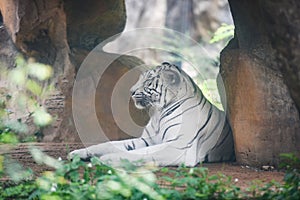 White Tiger lying on ground in farm zoo at national park / Bengal Tiger