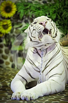 White tiger lying and growls