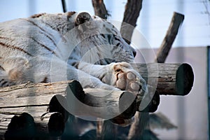 White tiger lying in the zoo