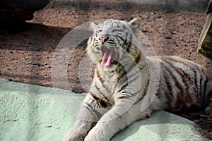 White tiger lying in the zoo