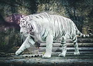 White tiger in the Moscow zoo