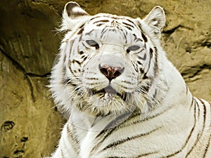 White tiger in Moscow zoo