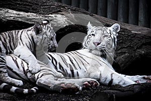White tiger - mother with baby. photo