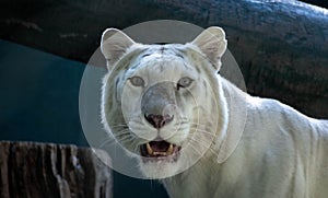 White tiger with mouth open