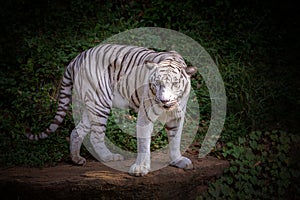 White tiger in the natural forest.