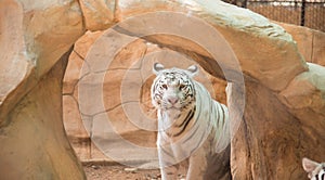 White tiger on nature background photo