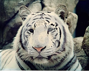 White Tiger in the Omaha Zoo