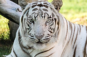 White Tiger & x28;Panthera tigris& x29;