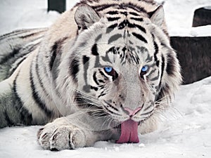 White tiger Panthera tigris bengalensis portrait with red tongue