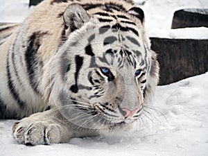 White tiger Panthera tigris bengalensis at the snow portrait