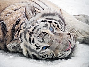 White tiger Panthera tigris bengalensis at snow portrait