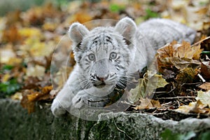 White Tiger, panthera tigris, Cub