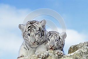 White Tiger, panthera tigris, Cub