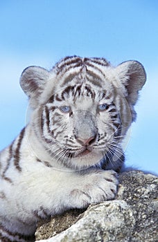 White Tiger, panthera tigris, Cub