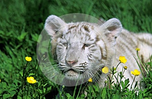 WHITE TIGER panthera tigris, CUB WITH YELLOW FLOWERS