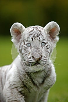 White Tiger, panthera tigris, Portrait of Cub