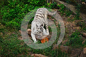 White tiger