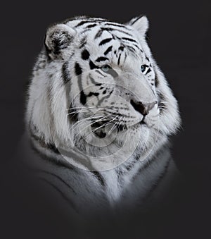 White Tiger Portrait