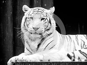 White tiger portrait. Black and white image