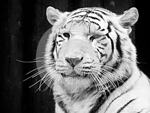 White tiger portrait. Black and white image