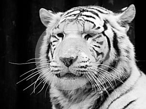 White tiger portrait. Black and white image
