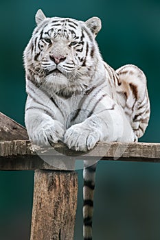 White tiger portrait on green blurred background