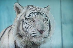 white tiger portrait in nature park