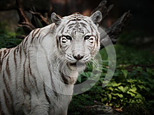 White tiger portrait outdoors