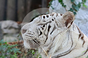 White tiger portrait, profile, blurred background