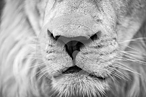 white tiger. portrait of a tiger