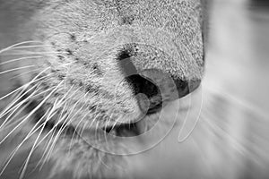 white tiger. portrait of a tiger