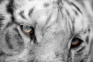 white tiger. portrait of a tiger