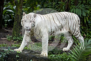 White tiger prance