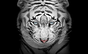 White tiger profile , animal isolated , wildlife hunter