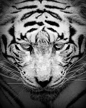 White tiger profile , animal isolated , wildlife hunter