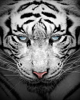 White tiger profile , animal isolated , wildlife hunter