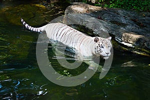 White tiger prowls in water