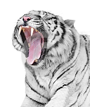 White tiger rage