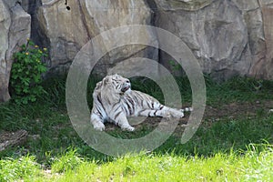 white tiger resting from the heat