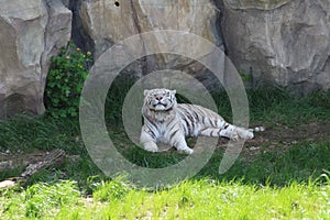 white tiger resting from the heat