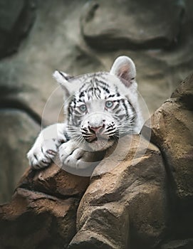 White tiger resting side by side. White tiger or bleached tiger is a pigmentation variant of the Bengal tiger, young animals,