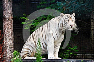 White tiger resting at the zoo