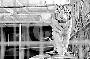 White tiger roar in a cage