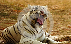 White tiger roaring